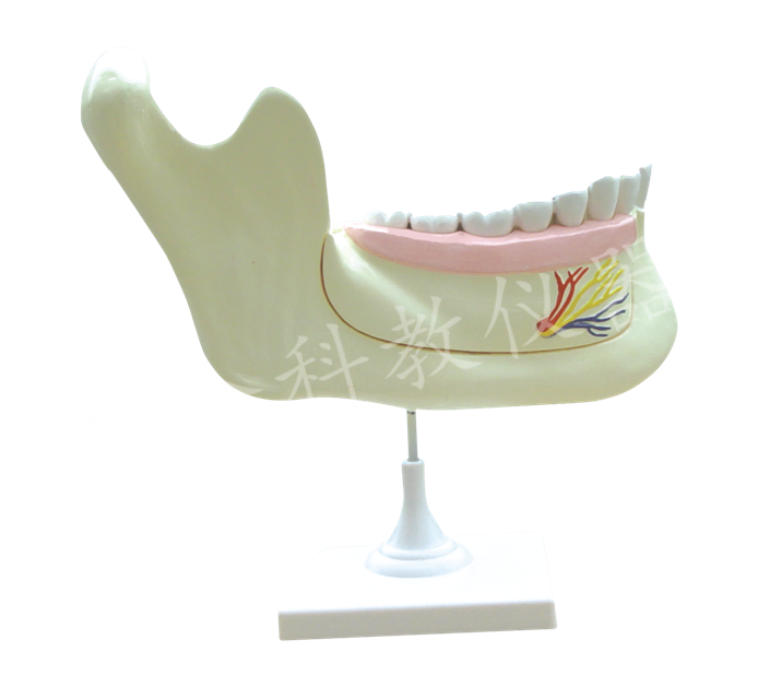 33221 牙列及磨牙解刨模型