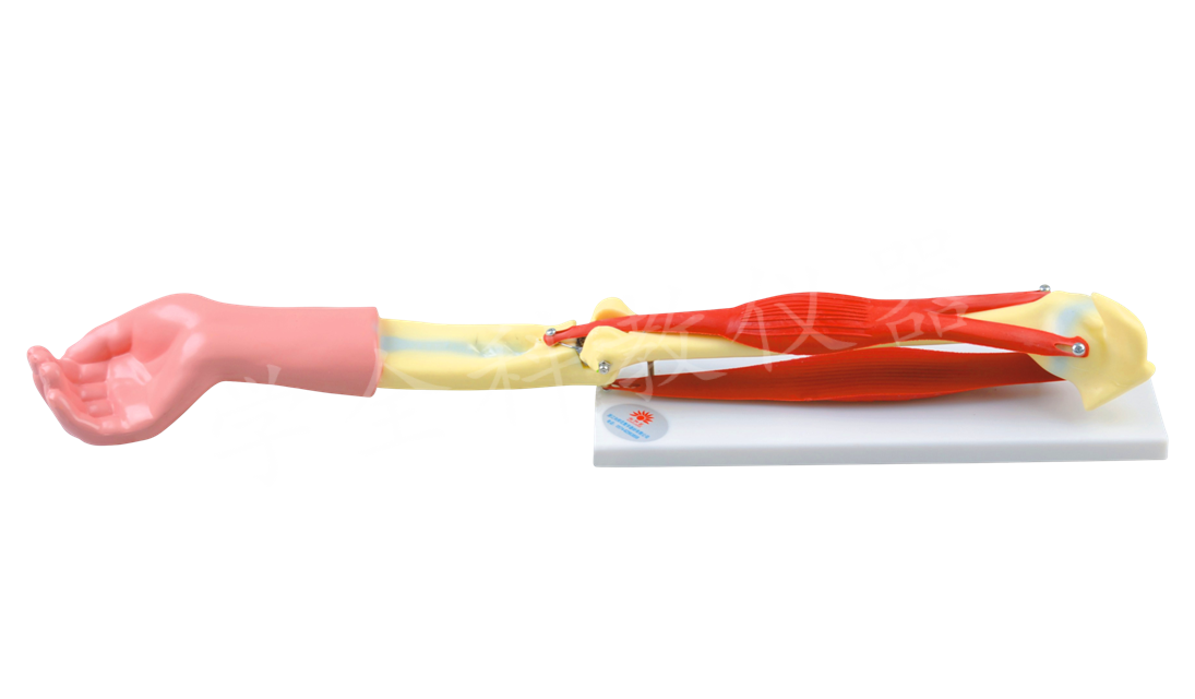 33220 肘关节活动模型