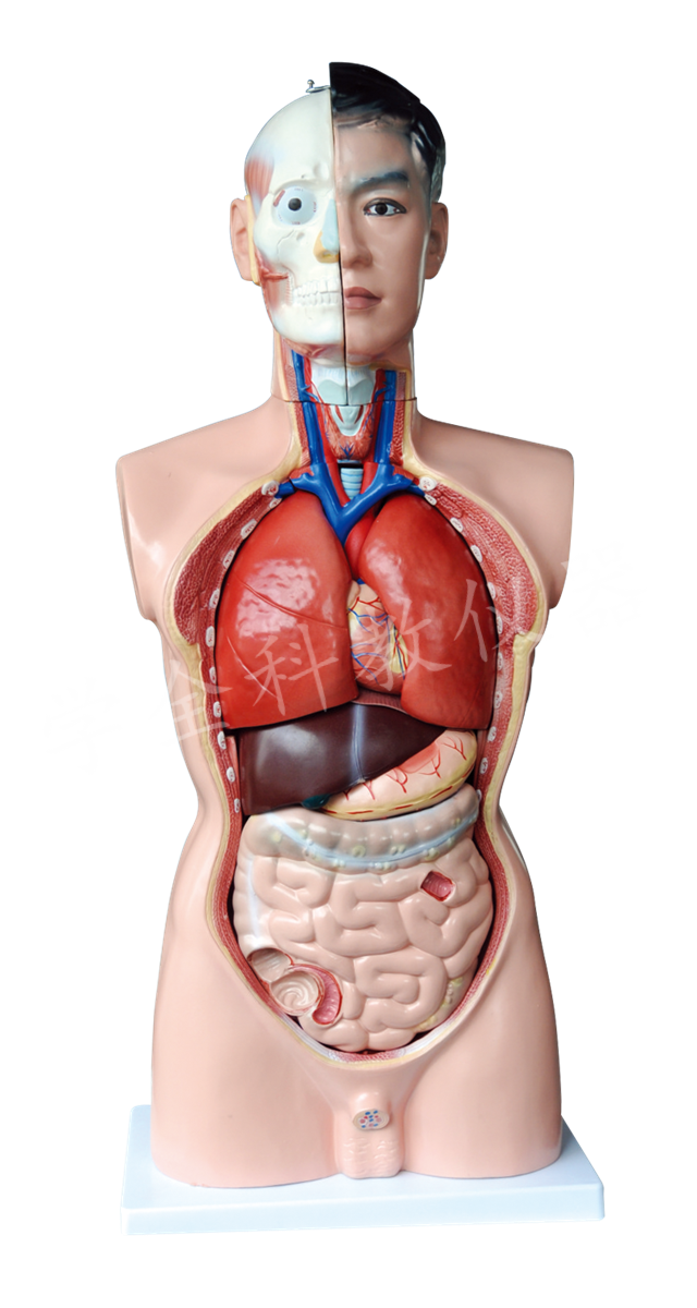33201  头、劲、躯干模型
