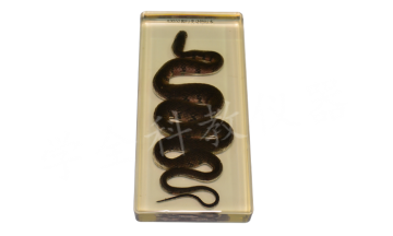 43052爬行类包埋标本