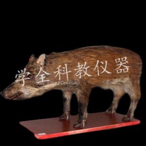 动物标本