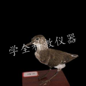 动物标本