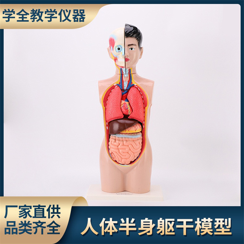 人体半身头颈躯干模型医学人体器官教学展示解剖演示生物科教仪器