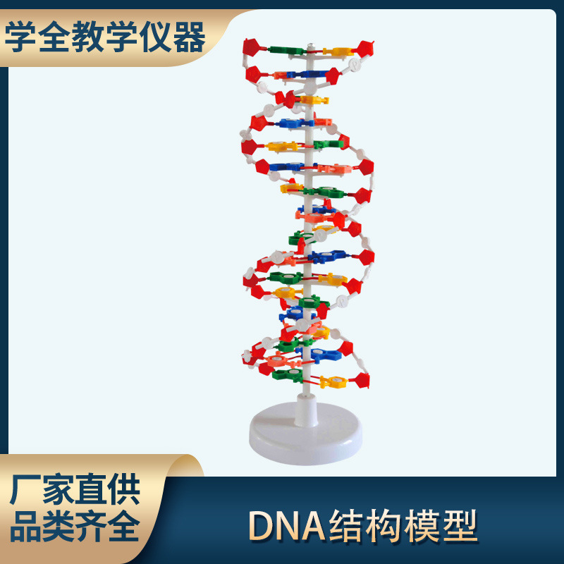 DNA教学结构模型 双螺旋高中碱基对遗传基因生物教学仪器模型