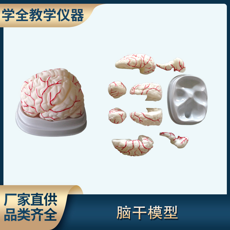 脑解剖模型人体脑八部件自然大结构示教模型带血管脑结构