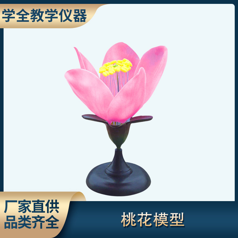 桃花模型初高中生物实验教学演示科教仪器花类识别类型
