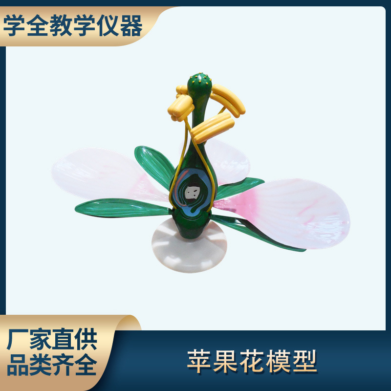 苹果花模型 厂家直销各类花的模型 医疗与教学模型