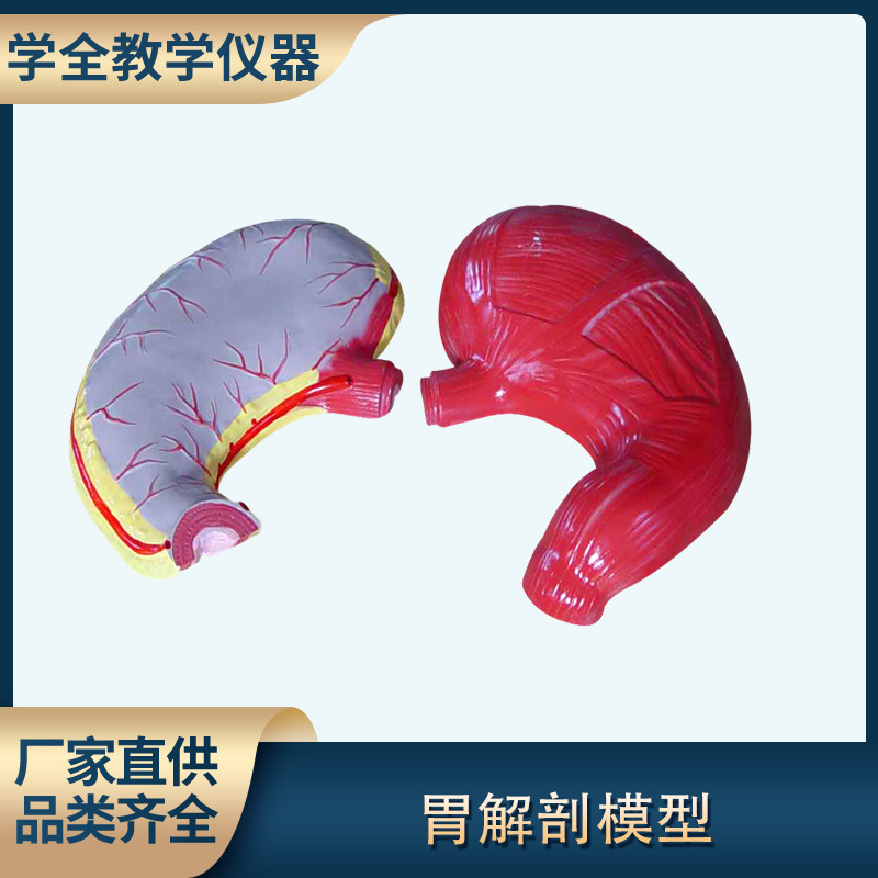胃解剖模型生物模型初高中生物实验器材中学生物教学仪器