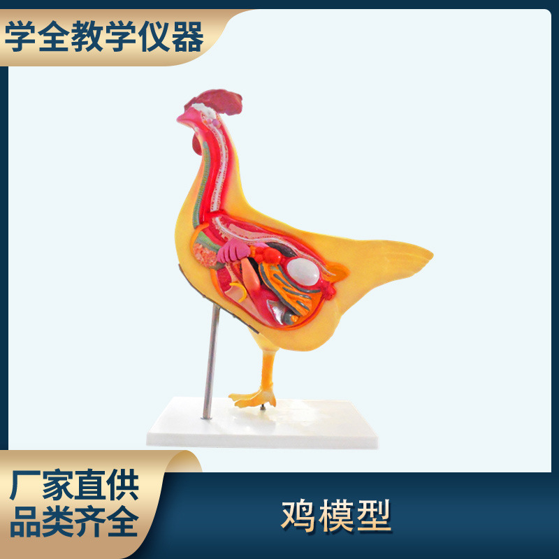 自然生物模型 教学仪器鸡内部解剖模型