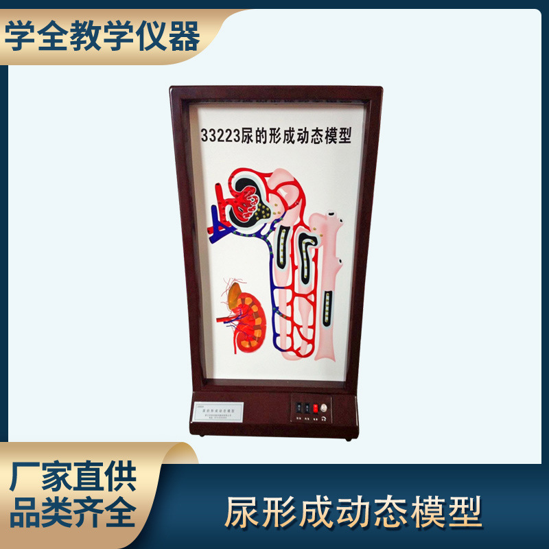 尿的形成动态模型电动高中生物理液过程演示实验仪器师教学