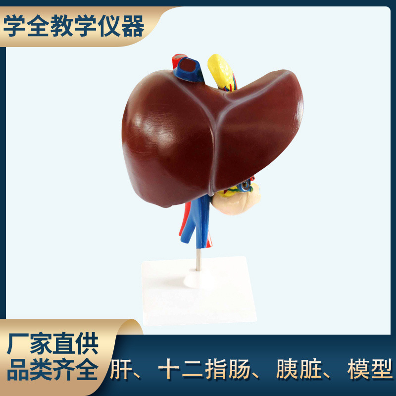 肝、十二指肠、胰脏模型 自然大生物医疗解剖