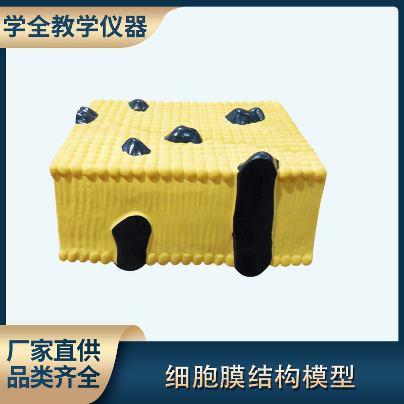 细胞膜结构模型 初高中生物实验器材教学仪器