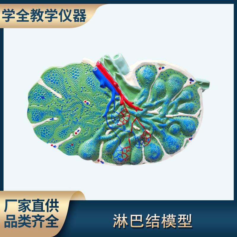 厂家直销淋巴结放大模型 生物医疗初高中教学模型