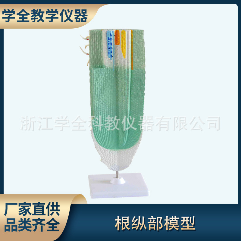 根纵剖模型植物根结构展示模型 高中初中生物教学模型