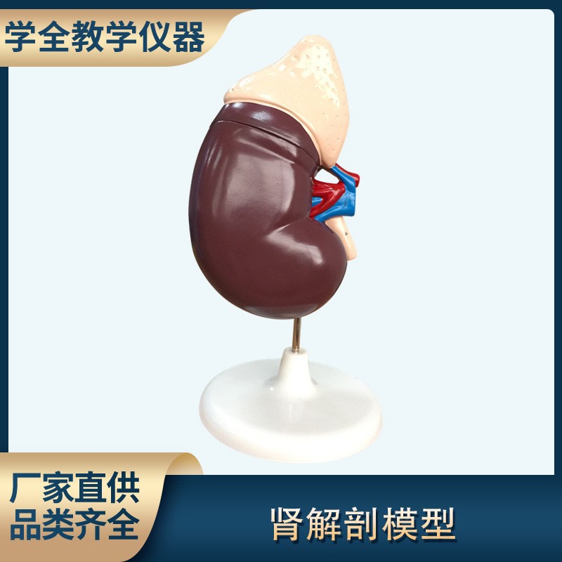 肾脏解剖模型带胰腺演示生物仪器 学习教学医院人体研究学校学教