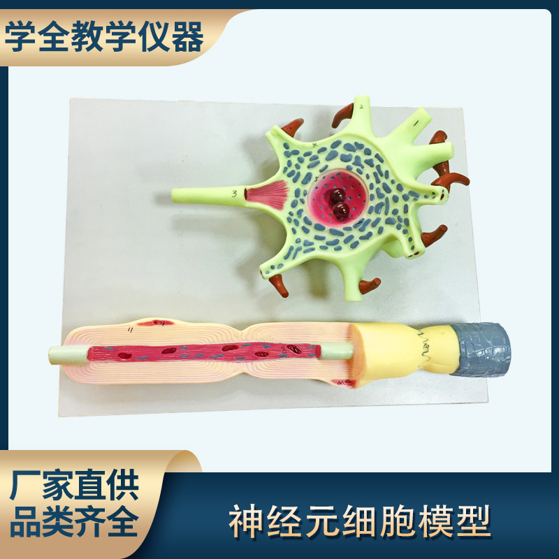 神经元模型教学仪器 神经元胞体和神经纤维结构放大模型