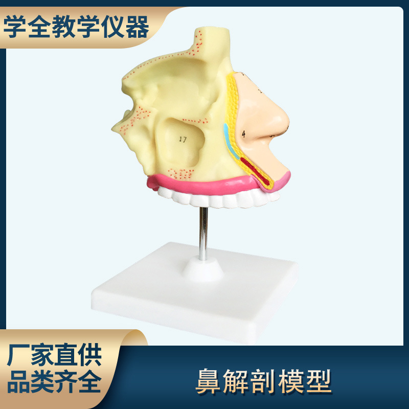 成人医学鼻解剖模型 医用模型教学模型人体构造模型
