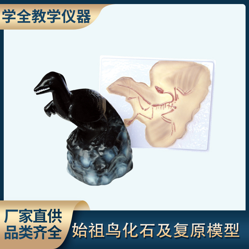 始祖鸟化石及复原模型 生物科教仪器 小学初高中生物科学批发