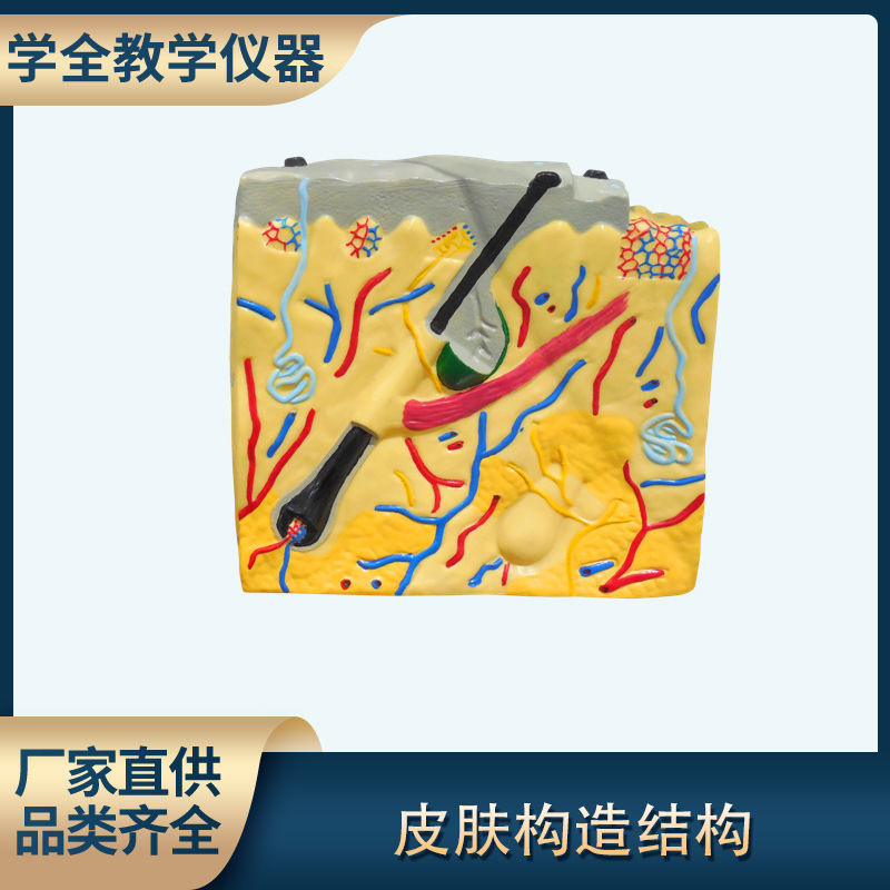 皮肤结构解剖模型平面 生物医学演示教学培训科教仪器