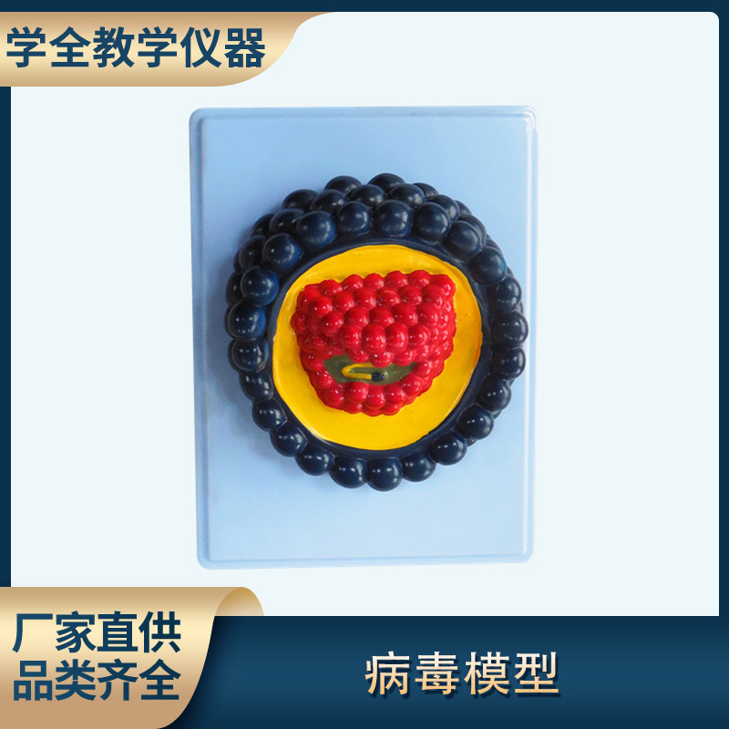 病毒模型 PVC材质制作安全放心 中小学生物教学仪器模型