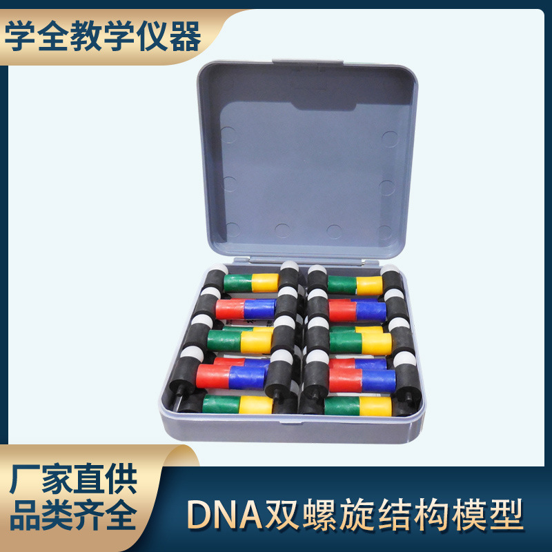 DNA双螺旋结构生物教学仪器模型 中小学生物教学仪器模型厂家直供