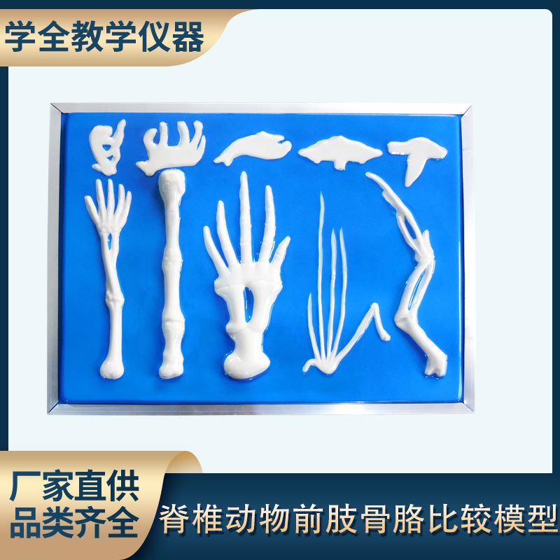 脊椎动物前肢骨骼比较模型 高中生物实验教具 教学仪器