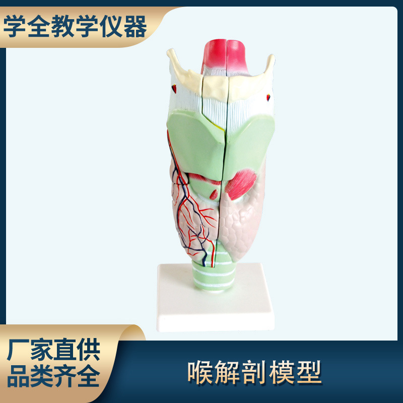 人体喉解剖模型两部件可拆卸带底座生物医疗解剖教学模型