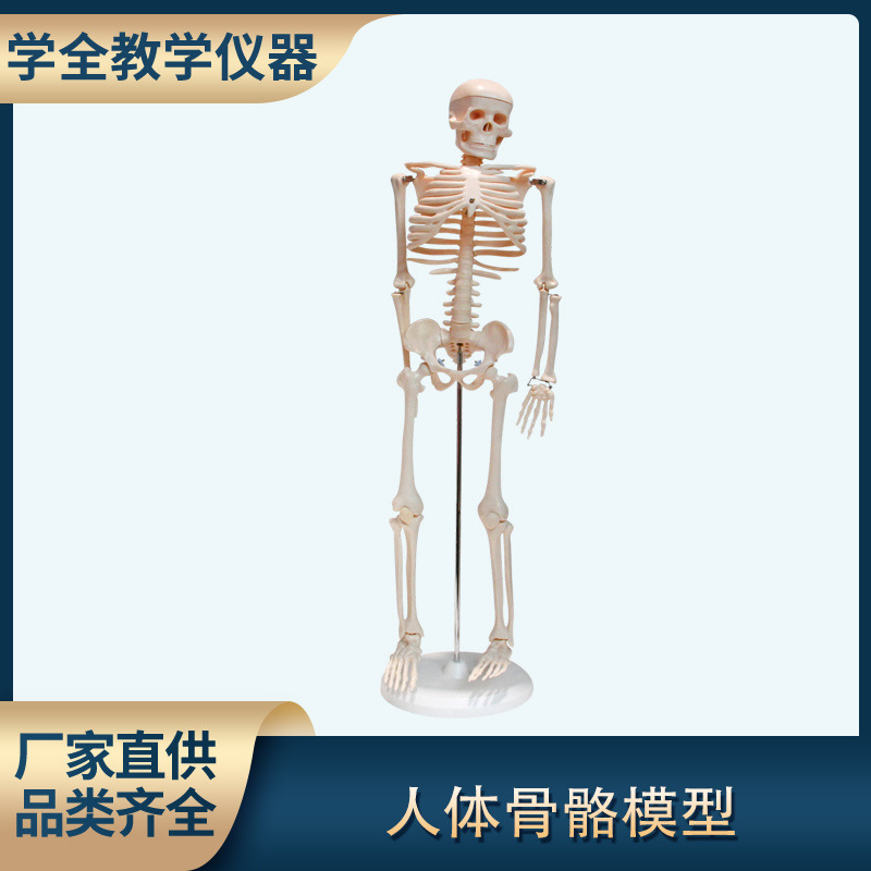 厂家直供人体骨骼模型85cm骨骼合集 生物教学仪器医用模型