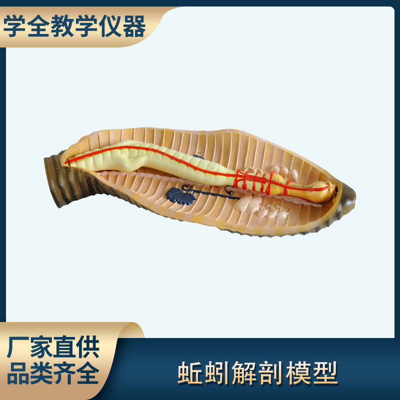 蚯蚓解剖模型地龙环节动物无脊椎动物 中小学放大教学模型